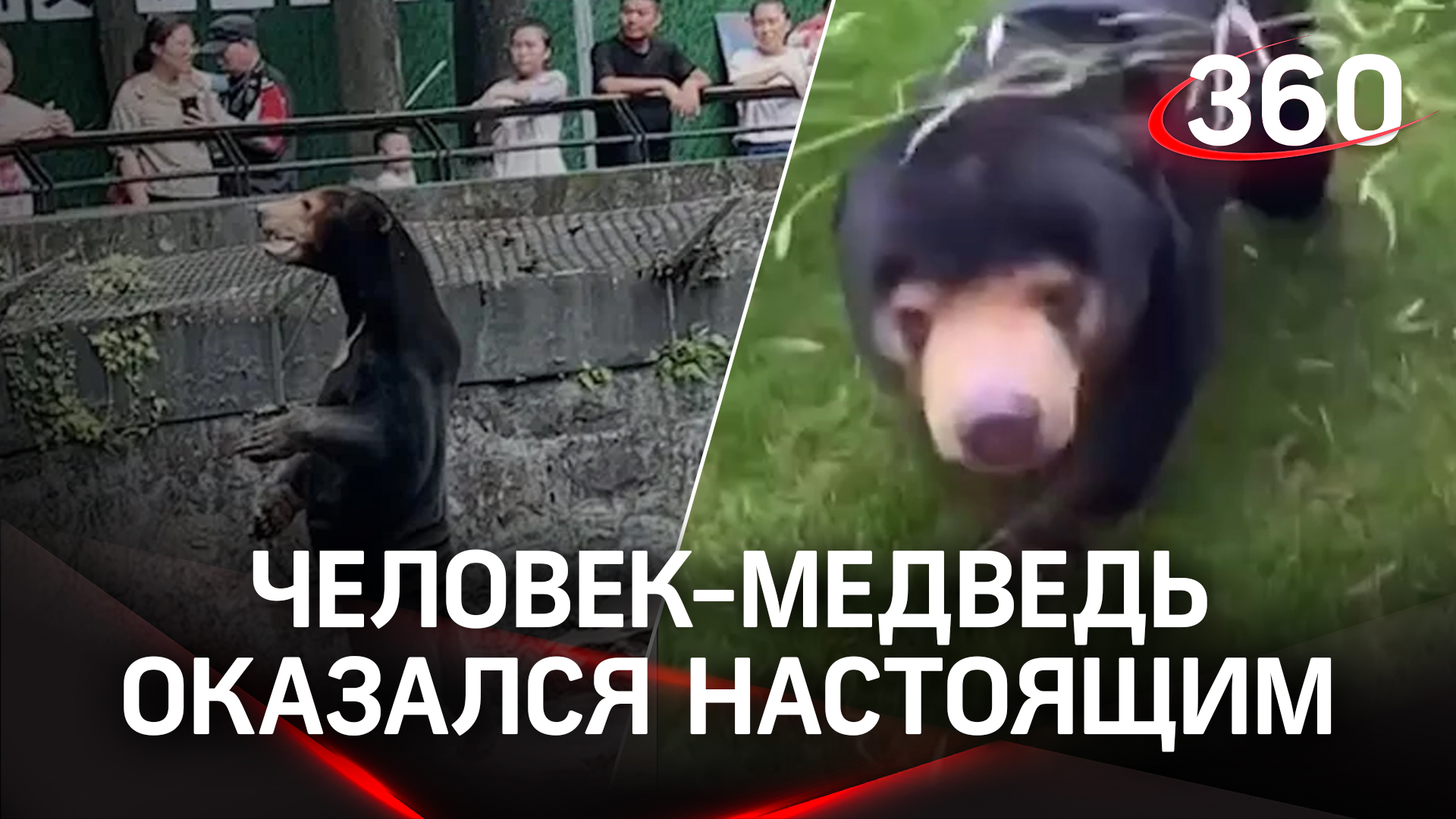 Человек-медведь из китайского зоопарка оказался настоящим