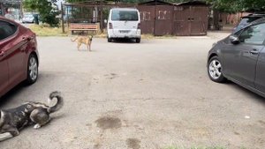 Уличный Алабай ломает и царапает машину 😬