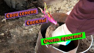 24 апреля 2021 - Как получить свои семена свеклы. Сибирь