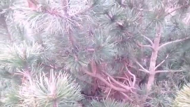 Горная сосна- изысканное украшение любого участка