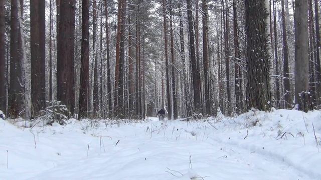 Питбайк BSE-125. Прохват длиною в зиму. Часть1. Первый снег смотреть онлайн