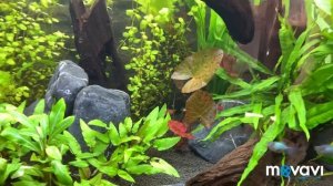 Чёрная борода или вьетнамка? Аквариум Juwel vision 260 литров. Выпуск 10.