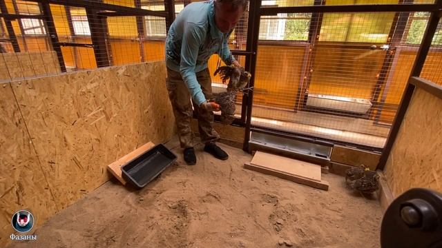 Виды фазанов в моём питомнике. Pheasant species in my nursery. смотреть онлайн