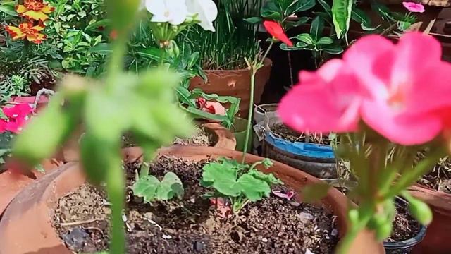 Beautiful Geranium plants care #plantslover смотреть онлайн
