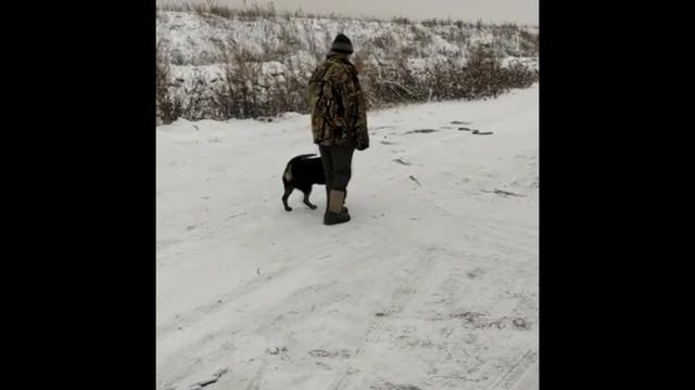 Советы в дрессировке ротвейлера / разбор полетов смотреть онлайн