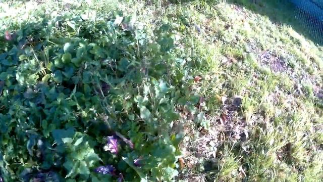 Дела огородные Нашествие гусениц на капусту Караул!!! смотреть онлайн