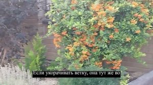 Пироканта моя и другие