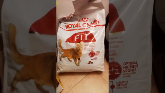 любимые домашние животные смотреть онлайн