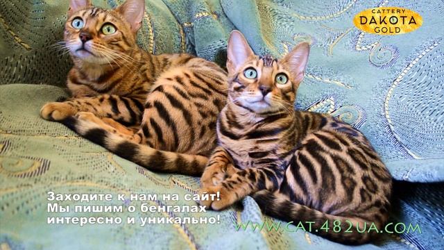 Будни питомника бенгальской кошки Dakota Gold   две бенгальские кошки на кресле   наблюдаем