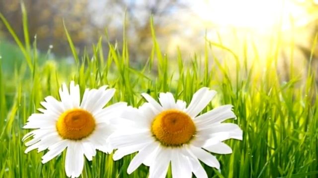 Ромашка белая  Детская ромашка\Daisy White Baby Daisy