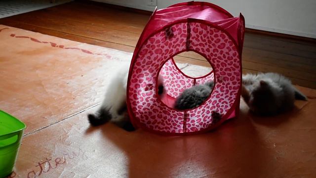 Happy New Year From Our Persian & Himalayan Kittens - Part 1 смотреть онлайн