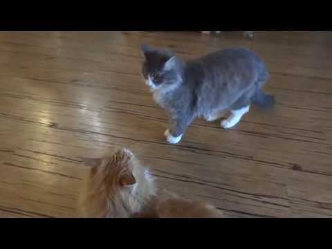 Offtop: Котокафе смотреть онлайн