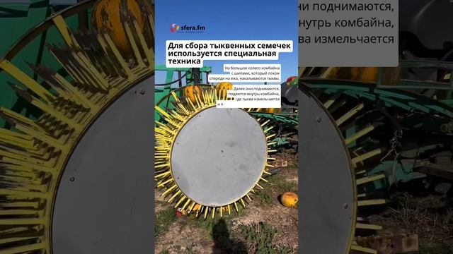 Сбор тыквенных семечек