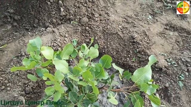 Обзор фисташки сортовой смотреть онлайн