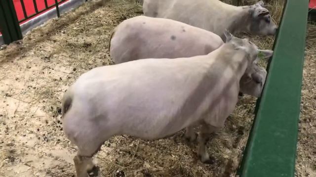 Мясные овцы очень понравились своим внешним видом смотреть онлайн