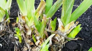 Как ухаживать за Ирисами после зимы - инструкция для новичков и опытных цветоводов