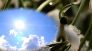 Я хочу подснежников Ольга Рыбникова слова и музыка Ирина Скибина Автор видео Нина Рудакова