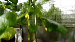 Выращивание огурца? в зимнее время!