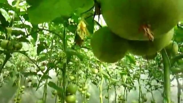 Обрезка листьев у помидор.Нужно ли удалять листья у томатов. смотреть онлайн