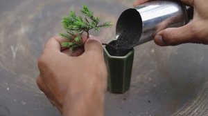 Making a mini bonsai tree (Chinese juniper)