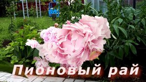 Пионовый рай