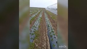 Клубника.Расстояние между рядами и кустами.