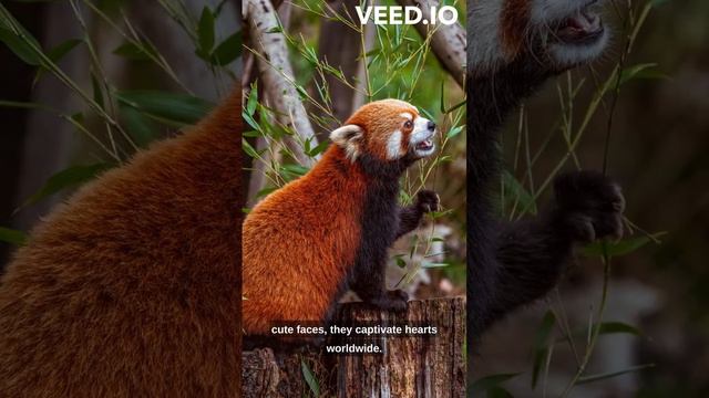 Rambunctious Red Pandas: A Whimsical Adventure