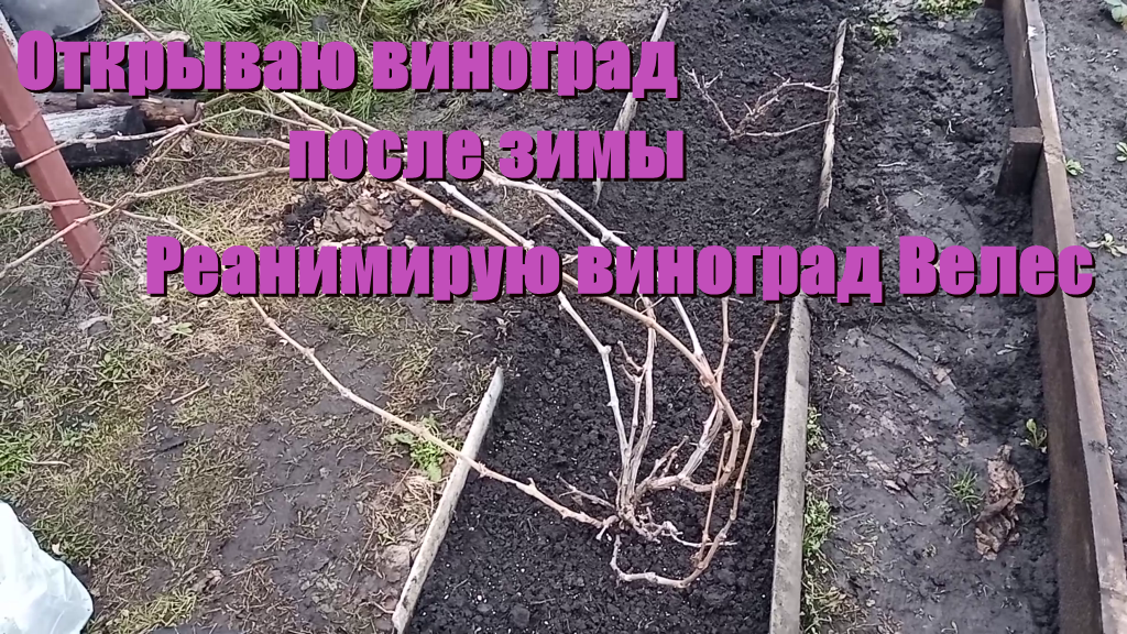 Открытие винограда Велес и Приображение, реанимирую Велес