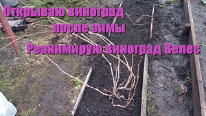 Открытие винограда Велес и Приображение, реанимирую Велес