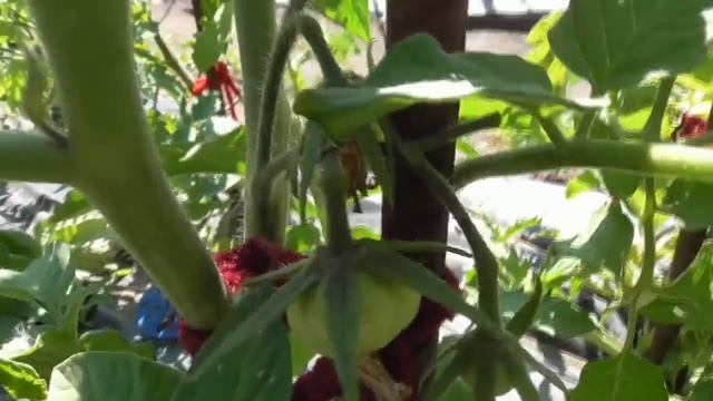 Томаты, от которых я в восторге! Томат Глушь. Обзор кустов, листьев и спелых плодов томата Глушь. смотреть онлайн