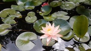 Подробно о нимфеях в пуду и аквариуме.