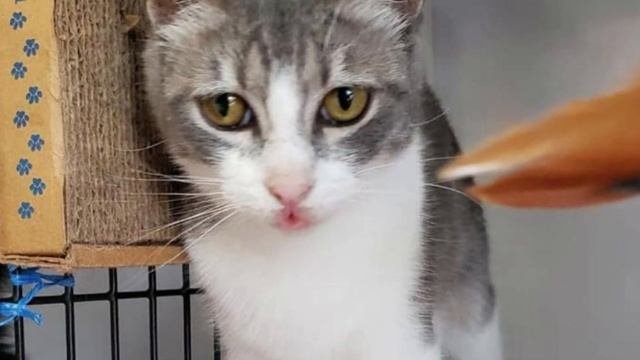 Homeless Kitten's Heartwarming Rescue Story