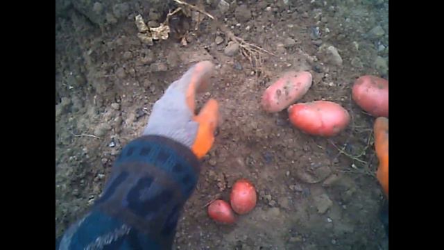 начал картошку копать , есть или нет в этом году картошка 2023 год смотреть онлайн