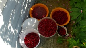 Войлочная вишня таментоза. Вкусная вишня. Урожай войлочной вишни в Челябинске. Сезон 2022