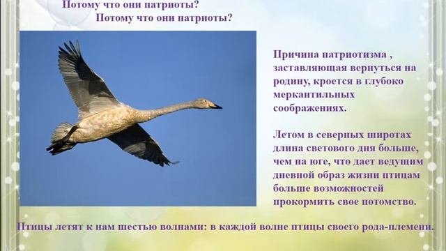 Птицы вестники весны