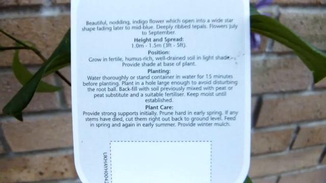 Clematis Fukuzono смотреть онлайн