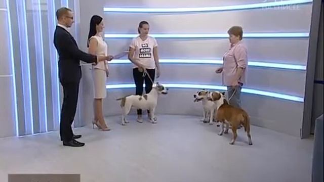 Разоблачение мифов и доказательство правды что Американский стаффордширский терьер вовсе не опасен