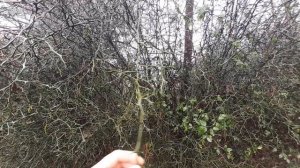 Дикий лимон ПОНЦИРУС Зима Спорит