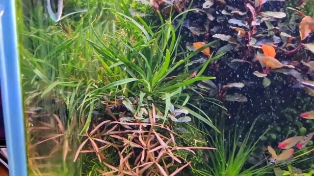 Аквариум 16.01.2021 Большая стрижка смотреть онлайн