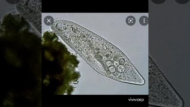 Биология, Инфузория-туфелька смотреть онлайн