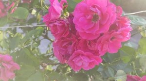 Цветущий рай. Цветение гелеотропа и розы.