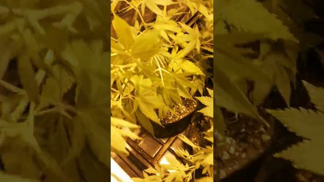 1000 watt 4x4 2-1/2 month old weed pants stress training смотреть онлайн