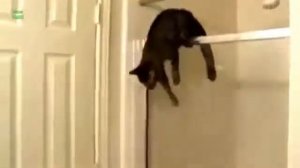 Удачные и неудачные прыжки котов   взлеты и падения