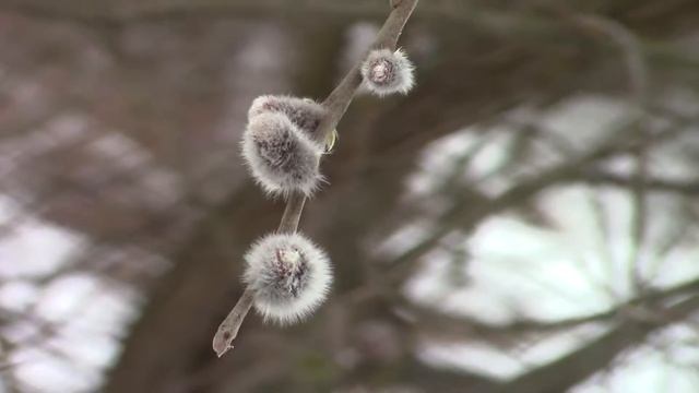 Тест режима MF Canon Legrica HF R606 смотреть онлайн