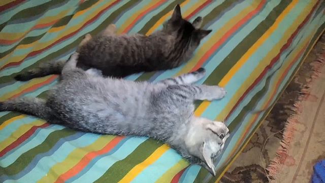 Красивые котята лежат на кровати kittens funny game