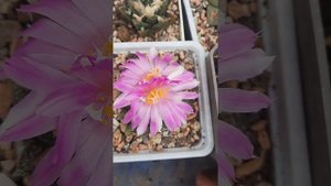 Ариокарпусы  зацвели