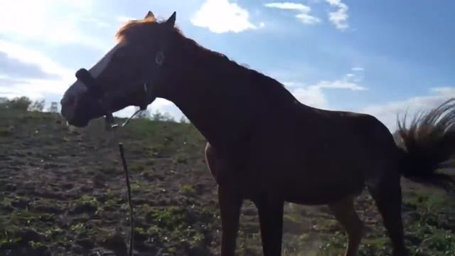 Лошадка валяется смотреть онлайн