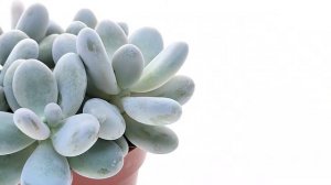 Pachyphytum oviferum