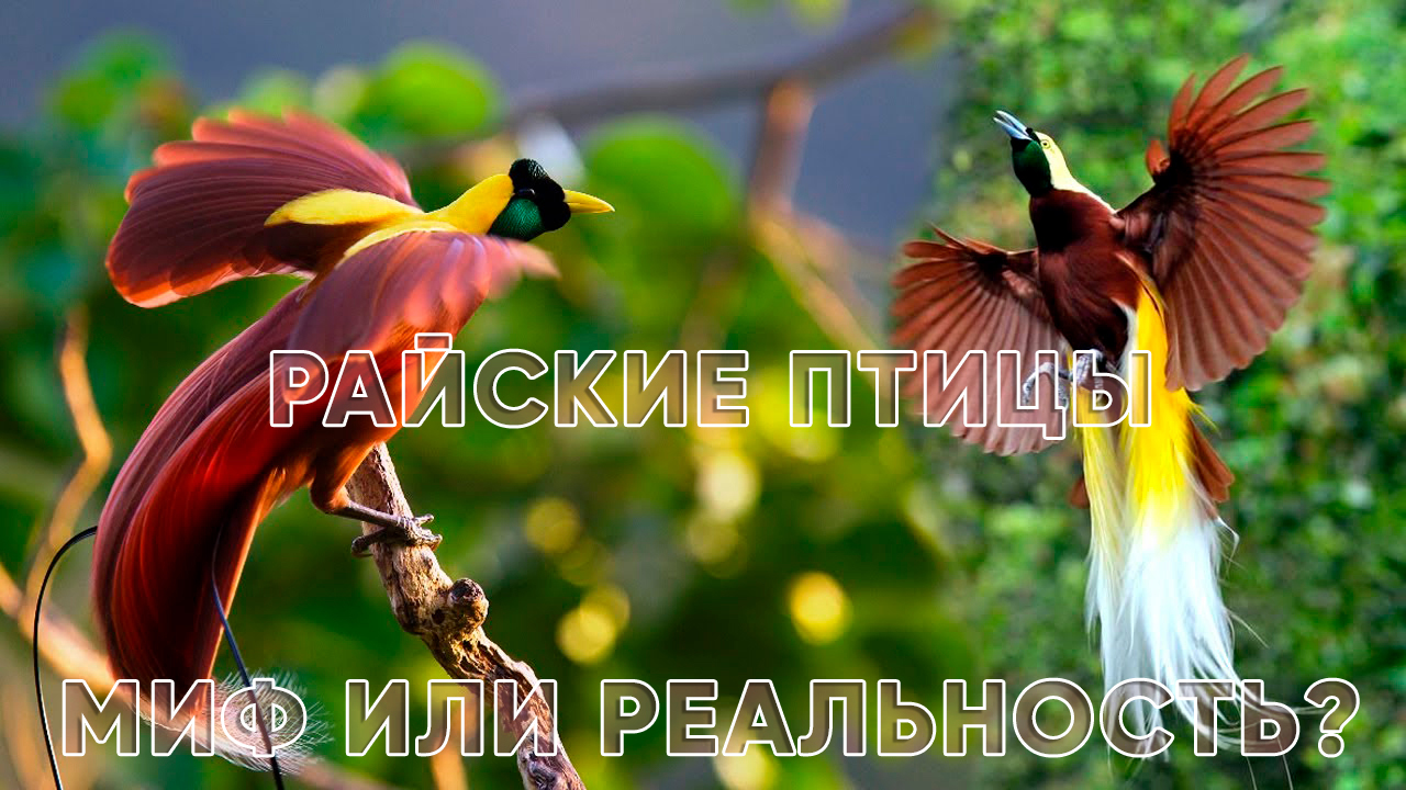 Райские птицы - это миф? Или они существуют на самом деле? смотреть онлайн