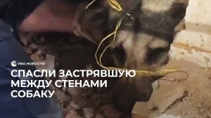Спасли застрявшую между стен собаку